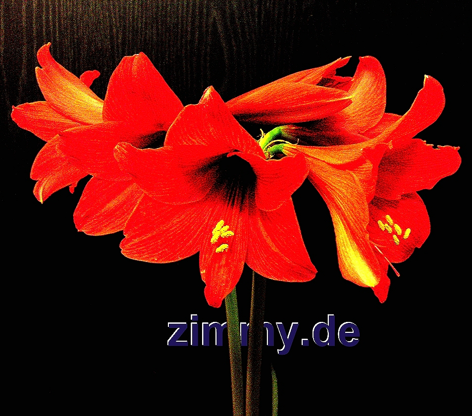 Ritterstern Februar 2013