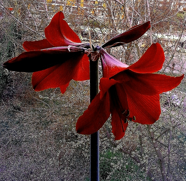 Ritterstern im März 2014